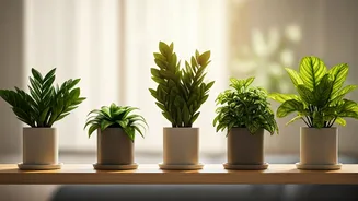 Effortless Greenery: Top 5 Low-Maintenance Plants for a Thriving Home