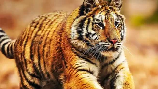Nepal's Growing Tiger Population Tests Long-Term Community Conservation