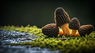 Seasonal Mushrooms Are The Rainy Food Flex