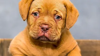Dog Paw Cleaning: How Should Avoid Overwashing That Dries Or Irritates Paw Pads