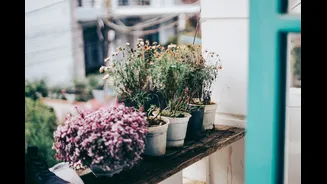 How to Create a Balcony Garden in Indian Cities
