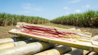 Why Red Rot Has Become Central to India's Sugar Price Rise
