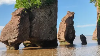 Coastal Mangrove Bio-Shield Projects Gain Momentum Along Eastern Coast To Stop Tidal Erosion