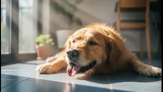Indoor Pet Overheating in Humid Homes: The Real Impact beyond the Headline