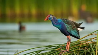 Goa's Avian Jewels: A Journey to Witness Swamphens and Waterbirds North of Lake Mayem