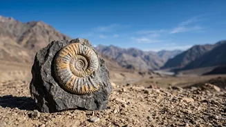 38-Million-Year-Old Marine Fossils Found In Ladakh: Understanding Confirmation Still Needed Without The Hype