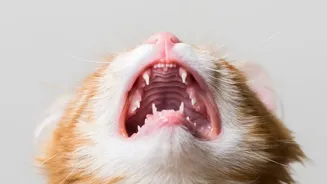 Why Bad Breath In Cats And Dogs Should Prompt A Professional Pet Dental Inspection