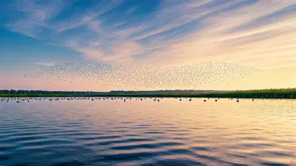 India's Avian Havens: 10 Lakes Teeming with Migratory Birds