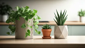 Countertop Plants Are The Small-Space Decor Win