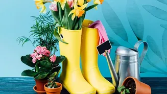 Healthy Indoor Plants Depend On Better Watering Decisions During Rainy Months