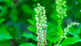 Plant Tulsi Mint And Coriander In Small Windowsill Containers For Fresh Winter Flavours