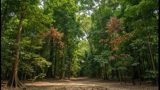 Drought Risk Across Tall And Small Tropical Trees Balances Shared Vulnerability With Complex Local Differences
