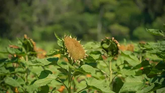 How to create a dog-friendly garden