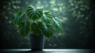 Give Potted Monsteras Intense Rainy Season Energy Using Pure Vermicompost