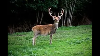 MP News: Satpura Tiger Reserve To Create Barahsingha Corridor; At Least Half-A-Dozen Grasslands To Be Interconnected