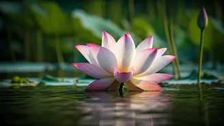 Beyond the Plate: Understanding True Vegetarianism as a Path to Compassion and Evolution