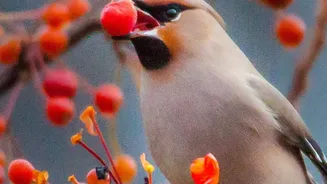 Seasonal Change Impact: Why Seasonal Fruit Ripening Attracts Frugivorous Birds To Cities