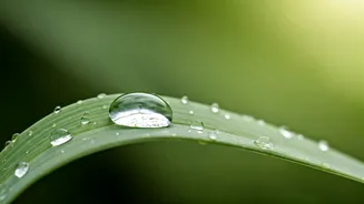 India's Malaria Victory: How Clean Surroundings Are Our Strongest Defense