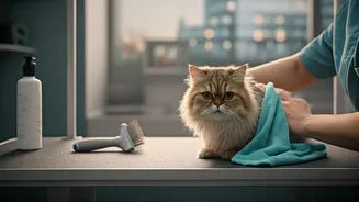 Mumbai Cat Care Startups Witness Massive Investment Post Report