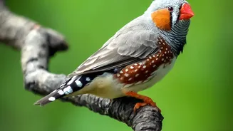 The Study Maps Birdsong Form Across the Largest Order of Birds