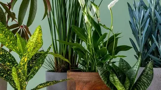 How to build personalized green hampers for colleagues using potted plants and artisan snacks