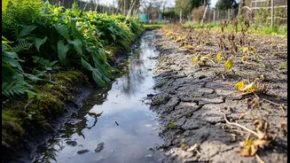 Why Excess Rainwater Is a Bigger Threat Than Missed Watering Sessions