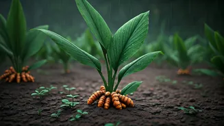 Turmeric Is The Smart Monsoon Garden Pick