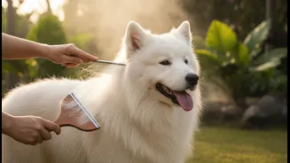 Grooming Frequency Depends On Breed, Climate And Home Conditions
