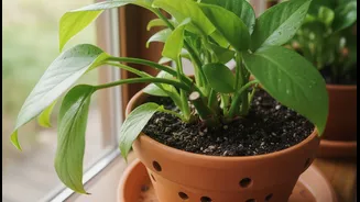 Water Less, Prune Better And Keep Every Pot Draining Freely