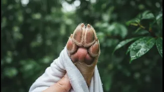Why Daily Interdigital Pad Checks Keep Your Pets Safe From Painful Monsoon Infections