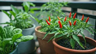 Small-Space Veggies Are Having A Monsoon Moment