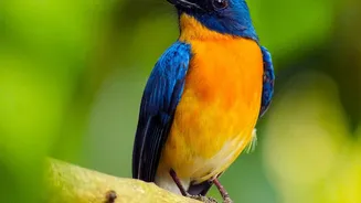 Why Checking Guide Quality Matters after the New South Andaman Birding Trail