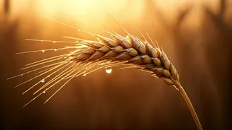 Debunking Wheat & Gluten Myths: What You Really Need to Know