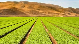 A Drier September Could Change Farm Decisions: What Indian Farmers Need To Watch