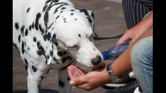 How to Keep Your Dog Hydrated in India's Climate