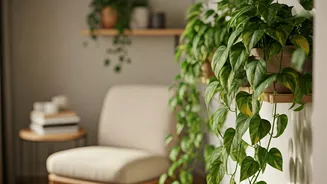 Design Cozy Rental Reading Alcoves Using Devil Ivy Floating Drapes