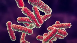 How To Enhance Gut-Brain Axis Function With Fermentable Fiber And Probiotics