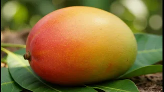 Visitors Can Learn Why Some Mangoes Never Reach National Markets