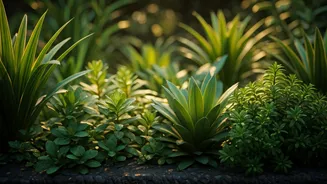 These Low-Maintenance Plants Love India's Rainy Weather