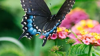 Seasonal Change Impact: Why Urban Garden Flowers See Increased Swallowtail Butterfly Visits