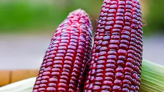 Why Fresh Corn Vendors Become A Familiar Sight During India's Monsoon Months