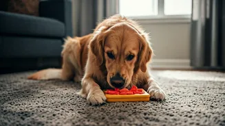 Dogs Need Movement Even Without Parks