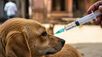 Jaipur Encounter: Woman's Stand on Stray Dog Welfare