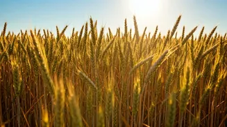 India's Wheat Boom: A Promising Harvest Ahead