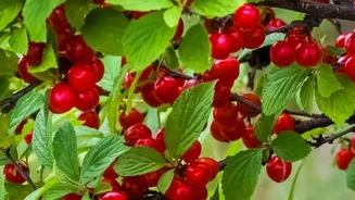 From Jamun To Bottle Gourd: What's In Season During Shravan