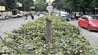 55 trees axed for Ad work! 6 booked in Nashik
