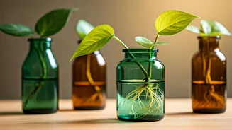 Tinted Apothecary Glass Bottles Are Perfect For Arrowhead Vine Propagation