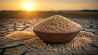 Farmers Eye Millets As Monsoon Stays Weak
