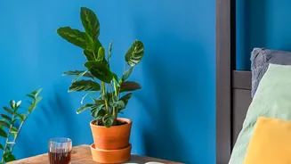 Bedroom Plant Placement Advice Often Mixes Decor With Vastu Tradition