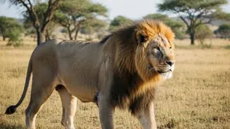 India's Asiatic lions reach 891 as Project Lion expands range